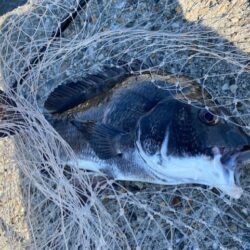 日中のテトラ帯でチヌ狙い